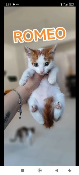 Romeo gattino 2 mesi maschio dolce | Foto 1