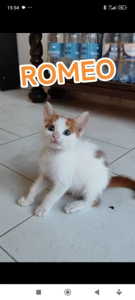 Romeo gattino 2 mesi maschio dolce