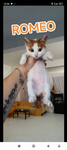 Romeo gattino 2 mesi maschio dolce | Foto 0