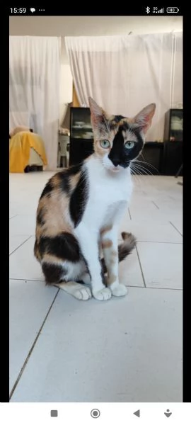 Gatta stupenda e dolce | Foto 1