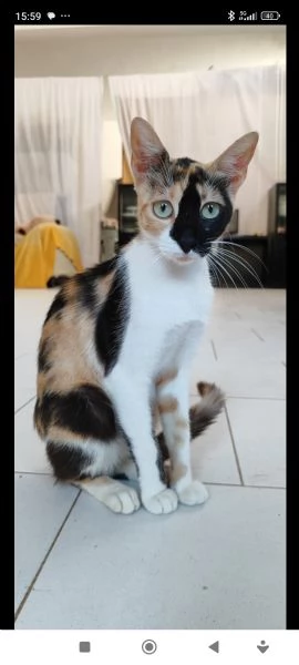 Gatta stupenda e dolce | Foto 0