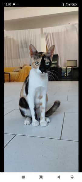 Gatta stupenda e dolce