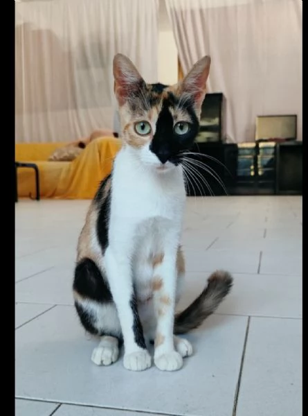 Gatta super dolce e coccolosa | Foto 1