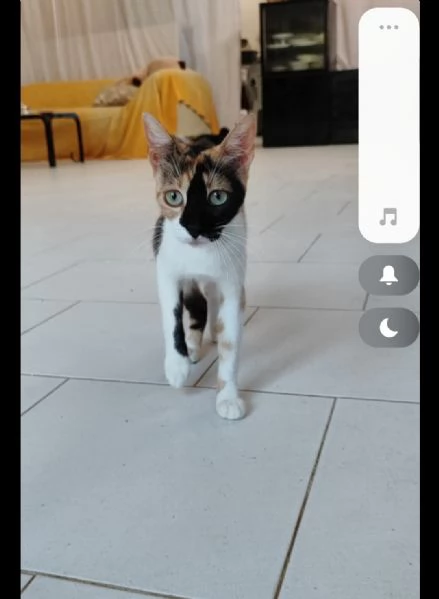 Gatta super dolce e coccolosa | Foto 0