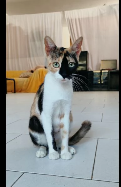 Gatta super dolce e coccolosa