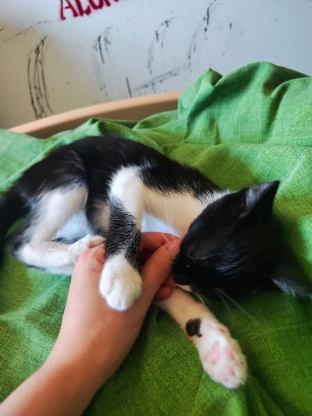 Fiammetta gattina 2 mesi dolcissima