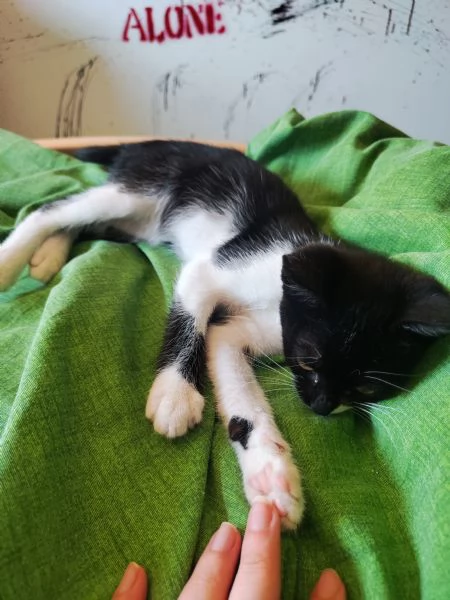 Fiammetta gattina 2 mesi dolcissima | Foto 4