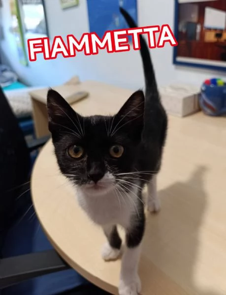 Fiammetta gattina 2 mesi dolcissima | Foto 3