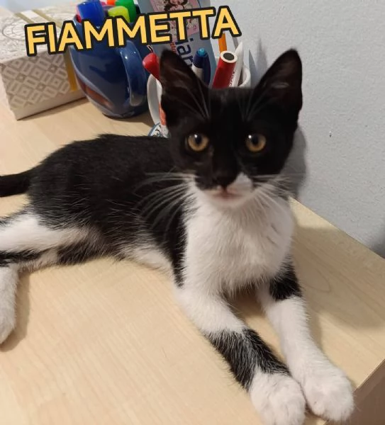 Fiammetta gattina 2 mesi dolcissima | Foto 2