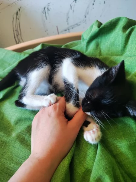 Fiammetta gattina 2 mesi dolcissima | Foto 0