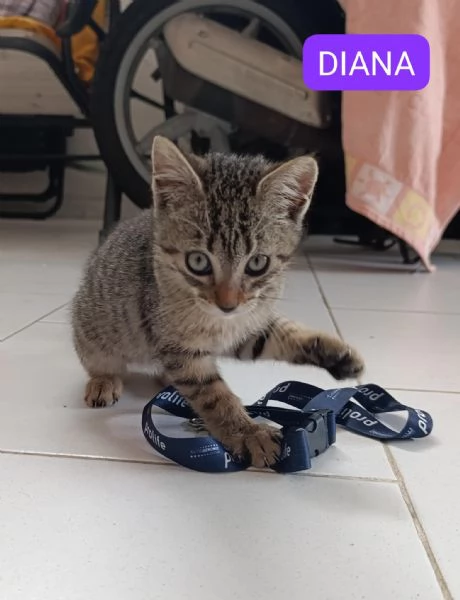 Adottati - Tre gattini dolcissimi abbandonati 