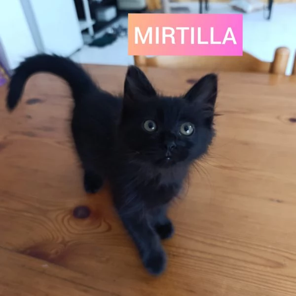 Adottati - Tre gattini dolcissimi abbandonati  | Foto 2