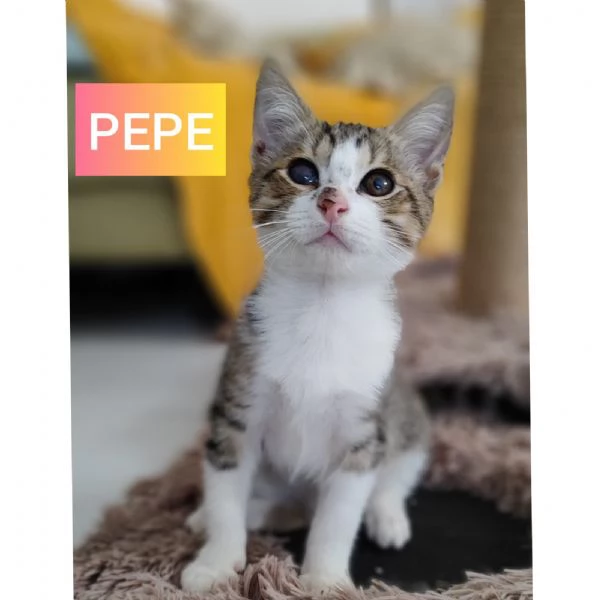 Adottati - Tre gattini dolcissimi abbandonati  | Foto 1