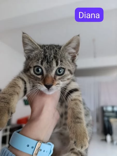 Adottati - Tre gattini dolcissimi abbandonati  | Foto 0