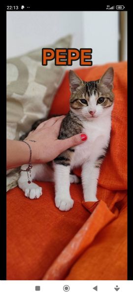 Pepe gattino che non viene adottato | Foto 0