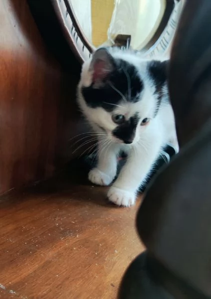 Pallino gattino 2 mesi cerca famiglia | Foto 1