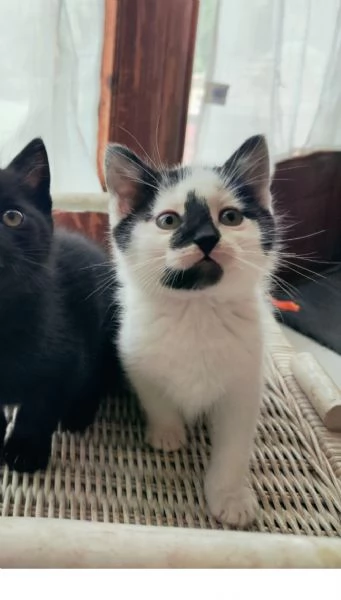 Pallino gattino 2 mesi cerca famiglia | Foto 0