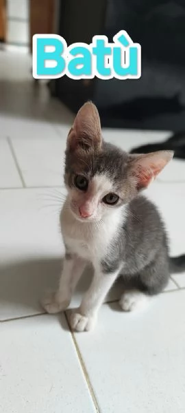 Batu super dolce e espansivo  | Foto 1