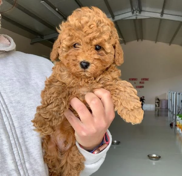 2REGALO BARBONCINO | Foto 0