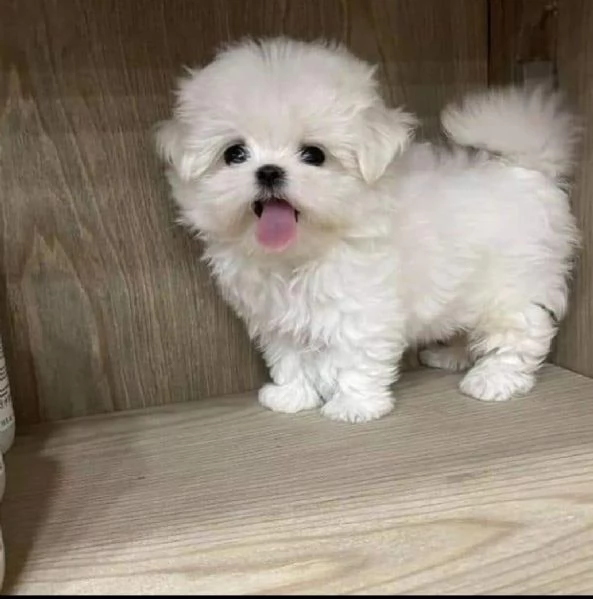 REGALO  MALTESE  TOY | Foto 0
