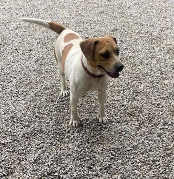 CAGNOLINA 4 ANNI TAGLIA MEDIA | Foto 6