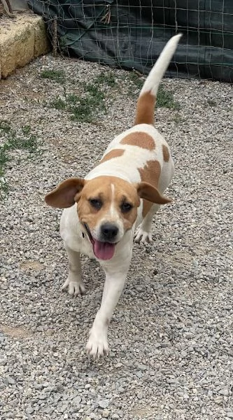 CAGNOLINA 4 ANNI TAGLIA MEDIA | Foto 4
