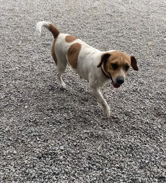 CAGNOLINA 4 ANNI TAGLIA MEDIA | Foto 3