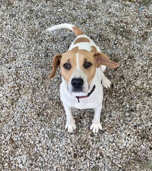 CAGNOLINA 4 ANNI TAGLIA MEDIA | Foto 2