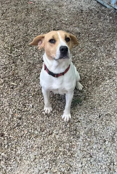 CAGNOLINA 4 ANNI TAGLIA MEDIA | Foto 1