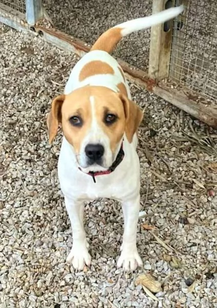 CAGNOLINA 4 ANNI TAGLIA MEDIA | Foto 0