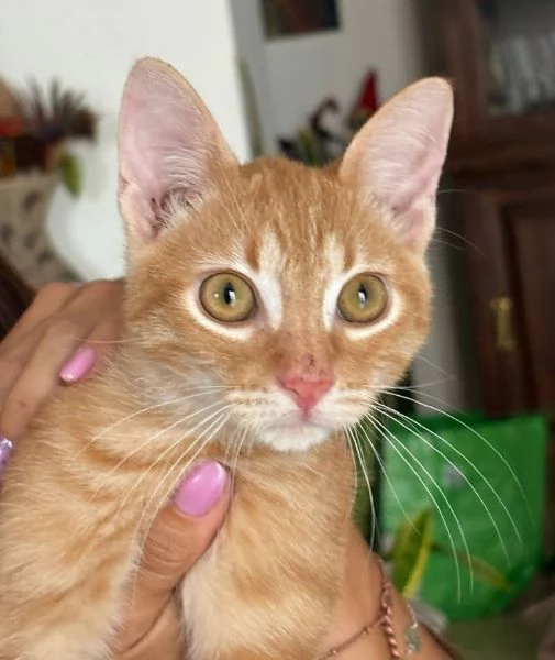 MICIO MIELE 3/4 mesi | Foto 6