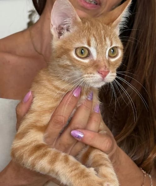 MICIO MIELE 3/4 mesi