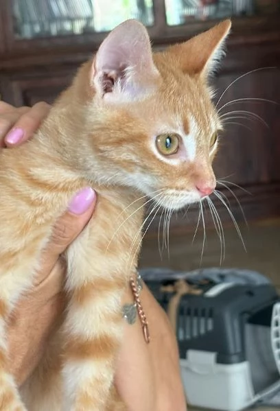 MICIO MIELE 3/4 mesi | Foto 5