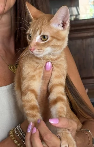 MICIO MIELE 3/4 mesi | Foto 4