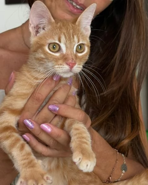 MICIO MIELE 3/4 mesi | Foto 2