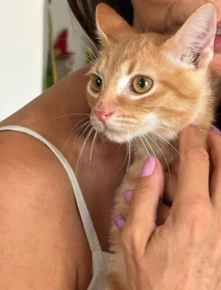 MICIO MIELE 3/4 mesi | Foto 1