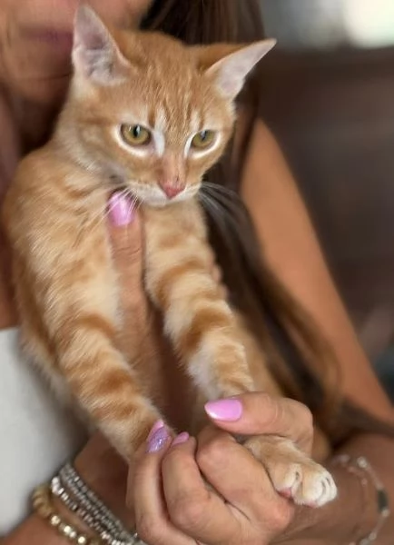 MICIO MIELE 3/4 mesi | Foto 0