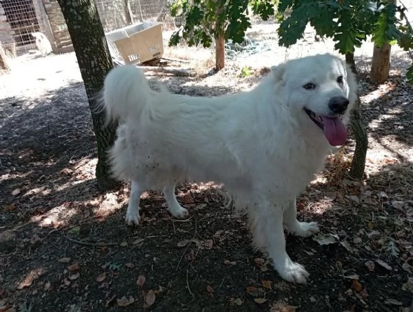 BELLISSIMO MARCELLO, 3 ANNI, DOLCE E BUONO