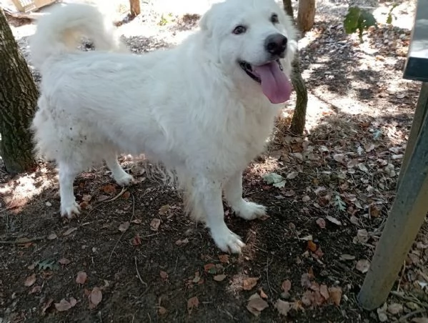 BELLISSIMO MARCELLO, 3 ANNI, DOLCE E BUONO | Foto 5