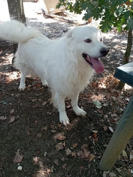 BELLISSIMO MARCELLO, 3 ANNI, DOLCE E BUONO | Foto 4