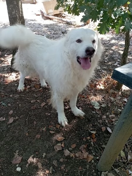 BELLISSIMO MARCELLO, 3 ANNI, DOLCE E BUONO | Foto 3