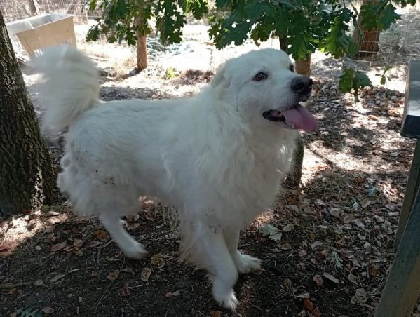 BELLISSIMO MARCELLO, 3 ANNI, DOLCE E BUONO | Foto 2