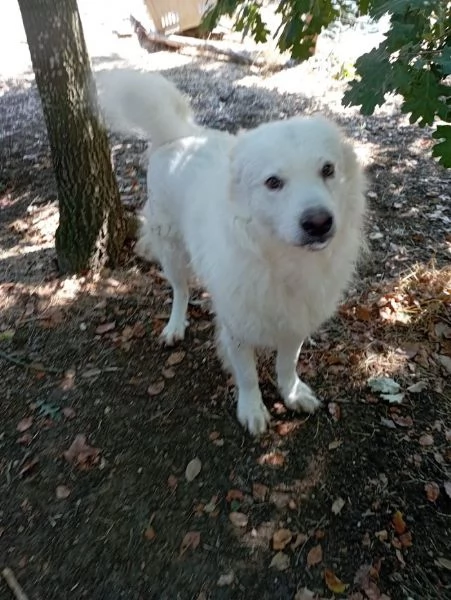 BELLISSIMO MARCELLO, 3 ANNI, DOLCE E BUONO | Foto 1