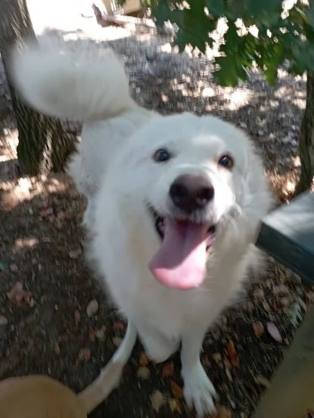 BELLISSIMO MARCELLO, 3 ANNI, DOLCE E BUONO | Foto 0