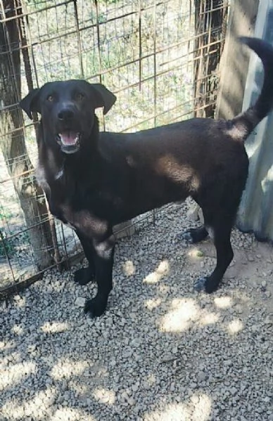 CARLO 1 ANNO SIMIL CORSO