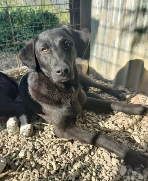 CARLO 1 ANNO SIMIL CORSO | Foto 3