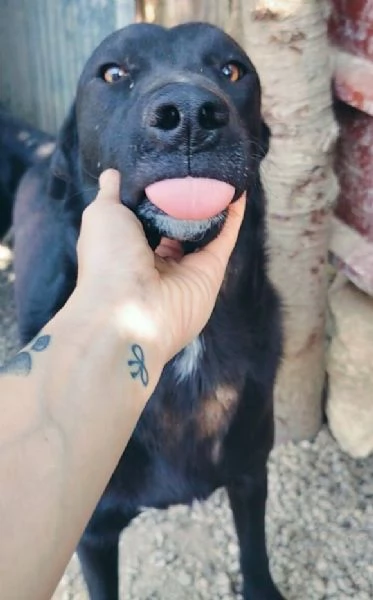 CARLO 1 ANNO SIMIL CORSO | Foto 2