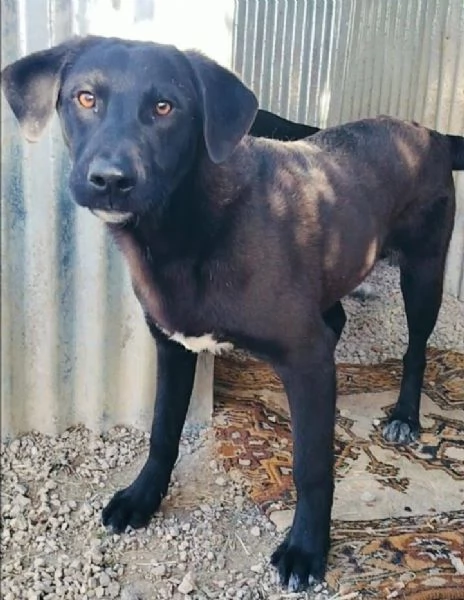 CARLO 1 ANNO SIMIL CORSO | Foto 1