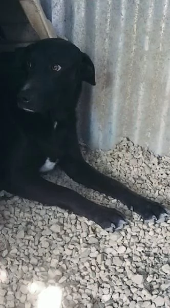 CARLO 1 ANNO SIMIL CORSO | Foto 0