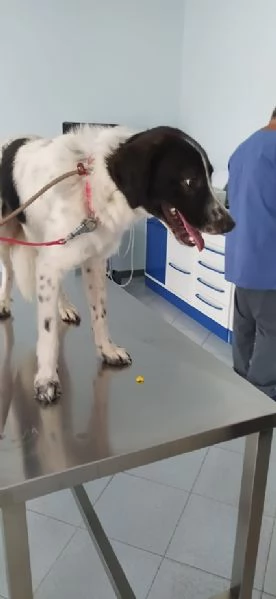 JACK solo 1 anno e 4 mesi | Foto 4